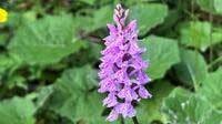 Gevlekte orchis