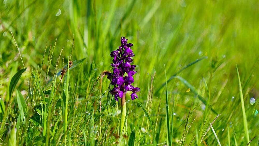ORCHIDEE