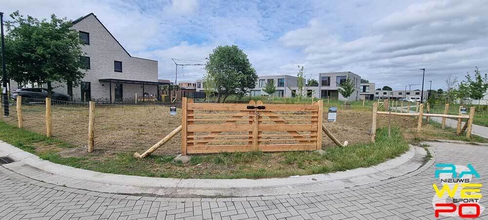 olmenstraat schapen1