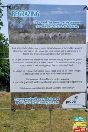 olmenstraat schapen3