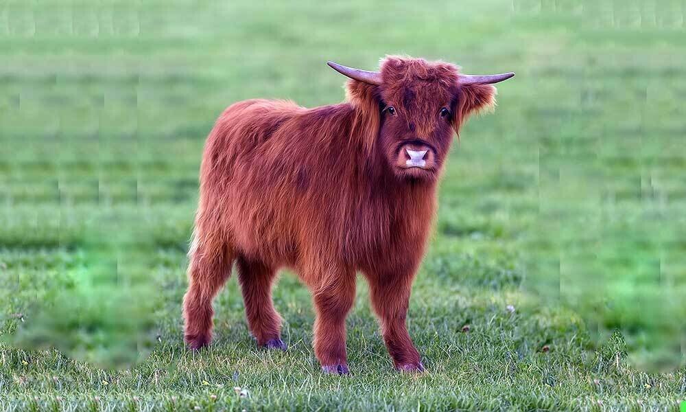 hooglander