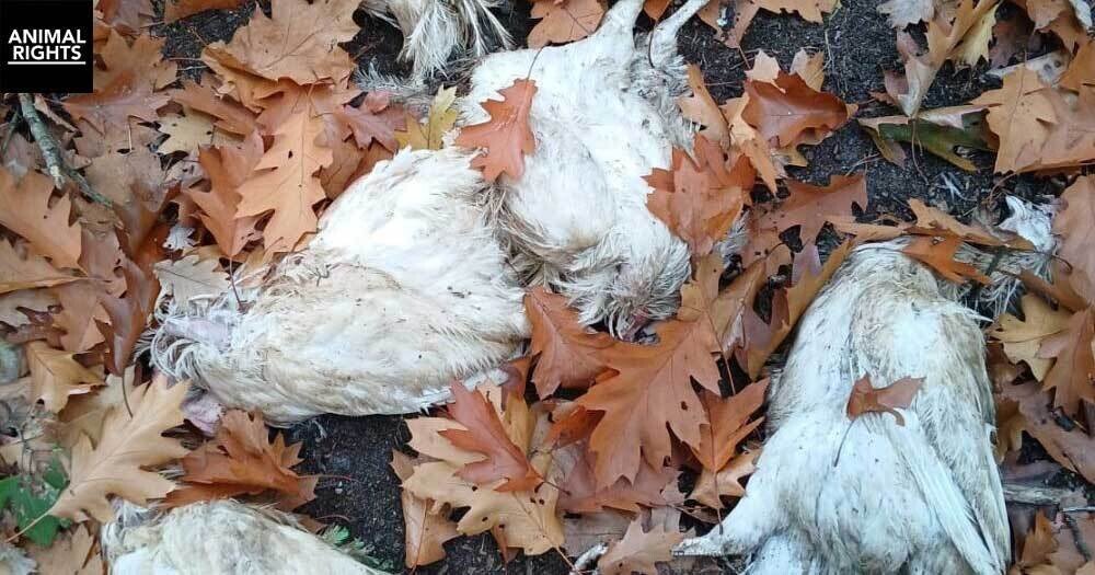 kippen dump staatsbossen