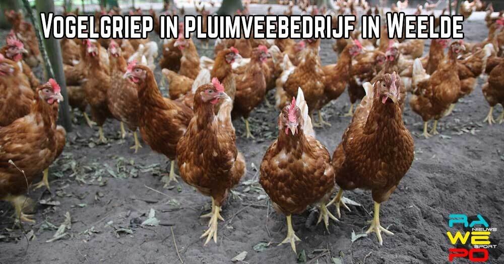 vgelgriep in Weelde