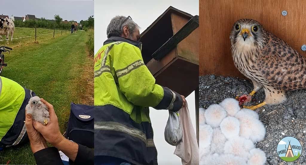 valken ringen omorika