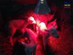 lammetjes2