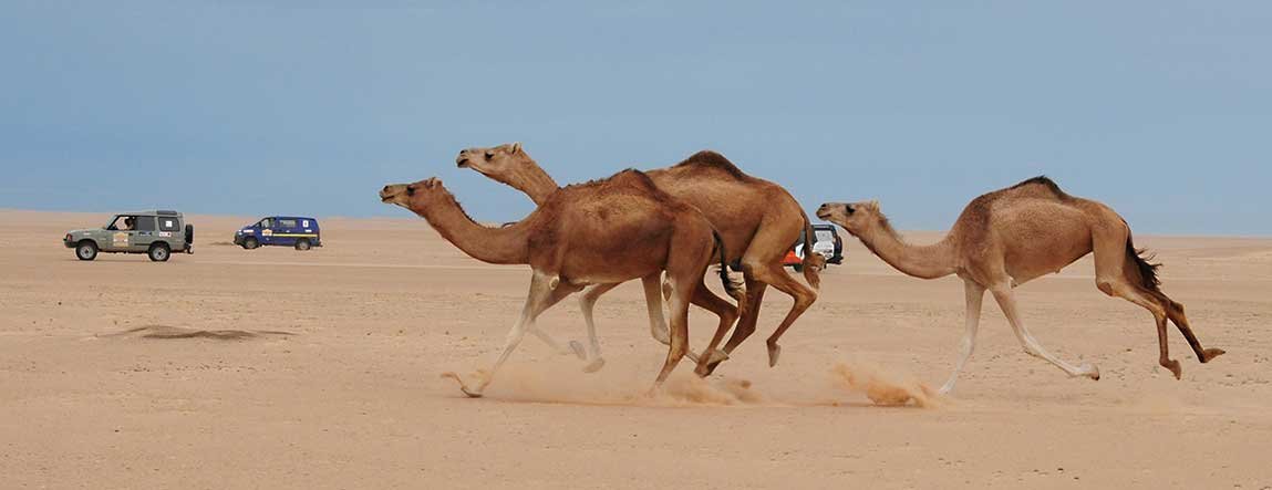 gambia rally