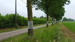 processierupsbestrijding2