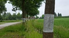 processierupsbestrijding3