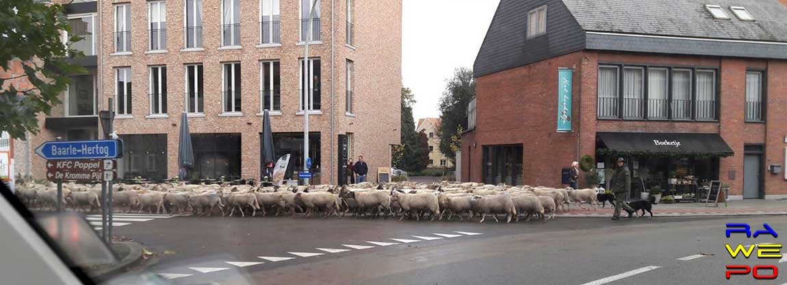 schapen poppel front