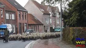 schapen poppel