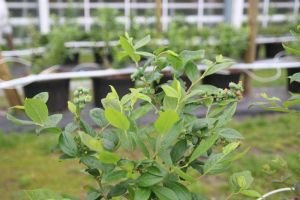vandepol tuinbouw4
