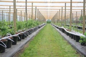 vandepol tuinbouw5