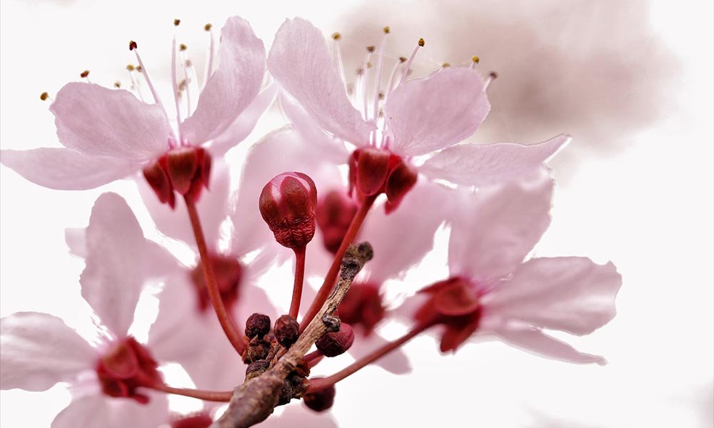 Lente 22