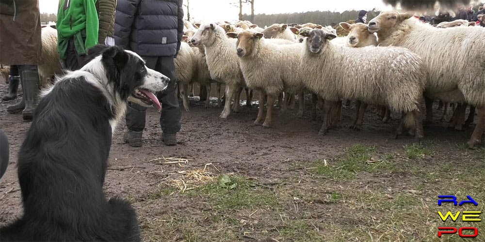 aarle schapen2