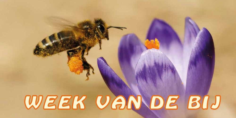 WVDB