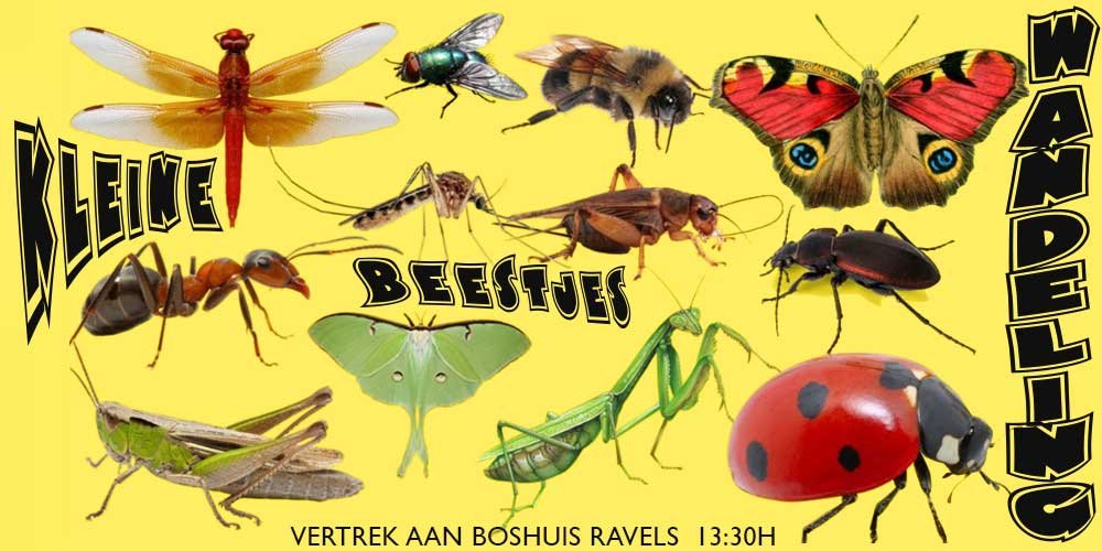 kleinebeestjeswandeling
