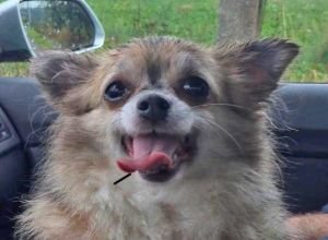 balou terug