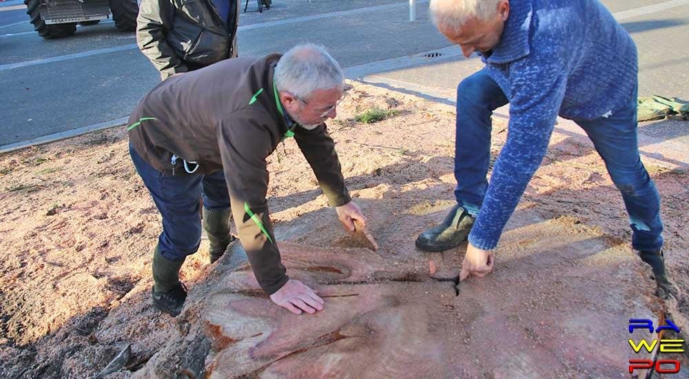  XL 20181108 Verwijdering Mammoetboom Gemeentehuis 0047