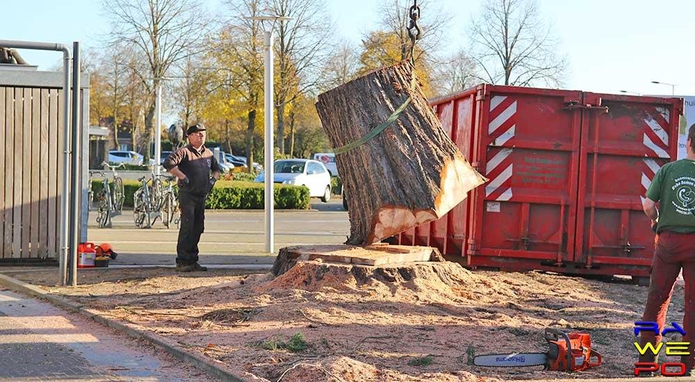 20181108 Verwijdering Mammoetboom Gemeentehuis 0041