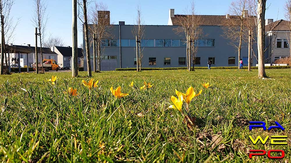 krokus gemeentehuis