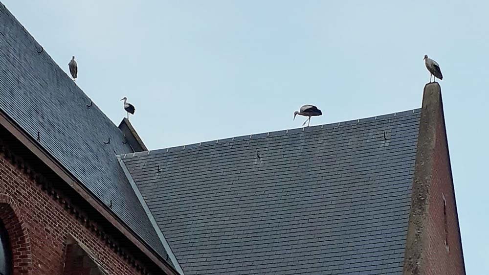 ooievaars den eel kerk1