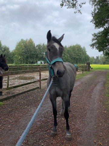paard Overbroek