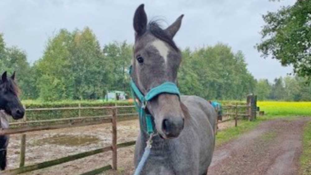 paard Overbroek2