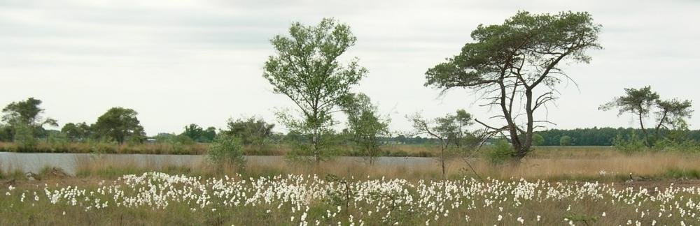 turnhoutsekempen