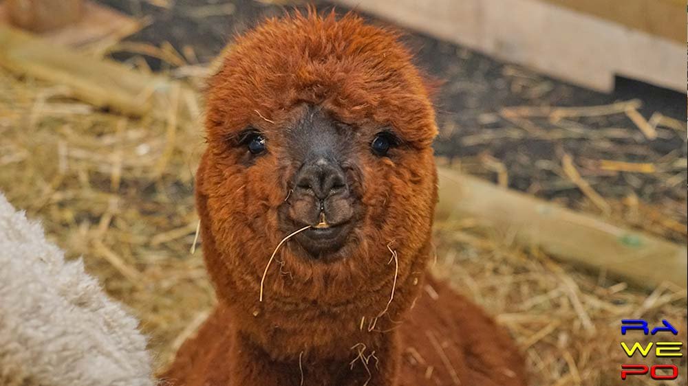 alpaca