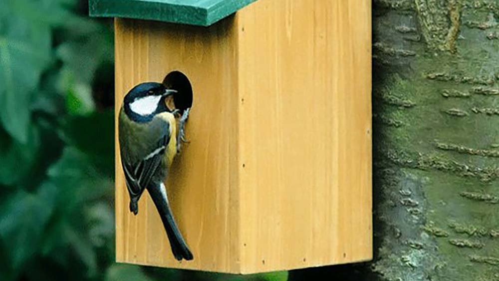 vogelkastje tochbuitenspeeldag