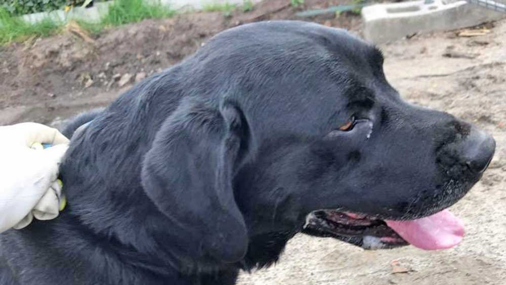 labrador verloren