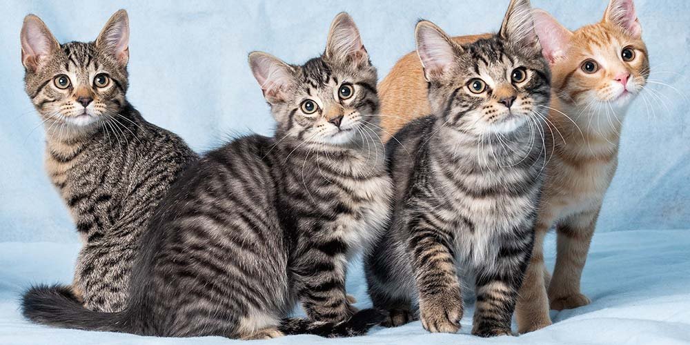 jonge zwerfkatten