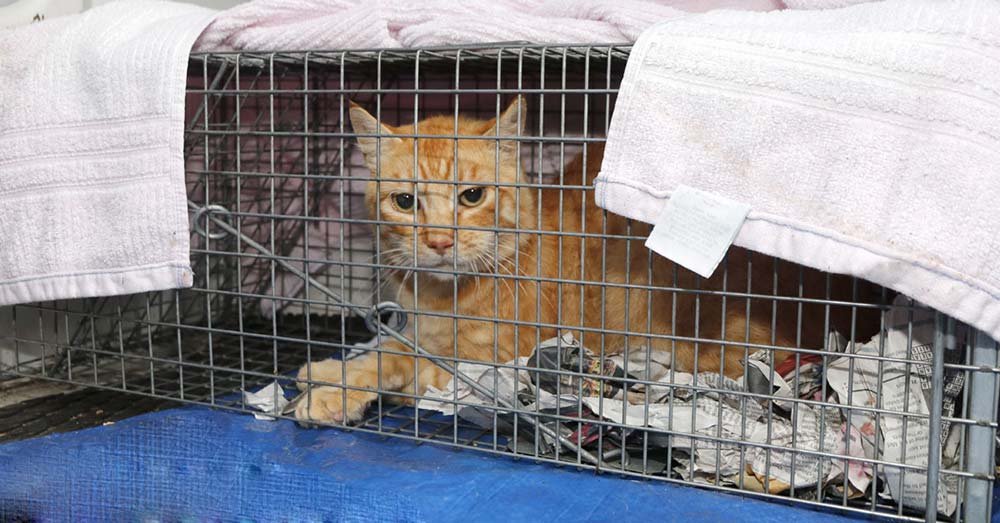 kattenval