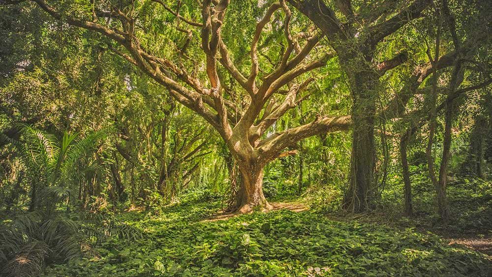 smsactie meer bos