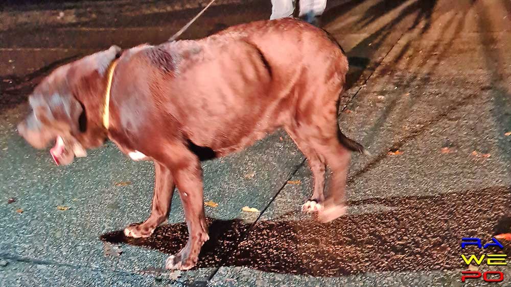 verloren labrador