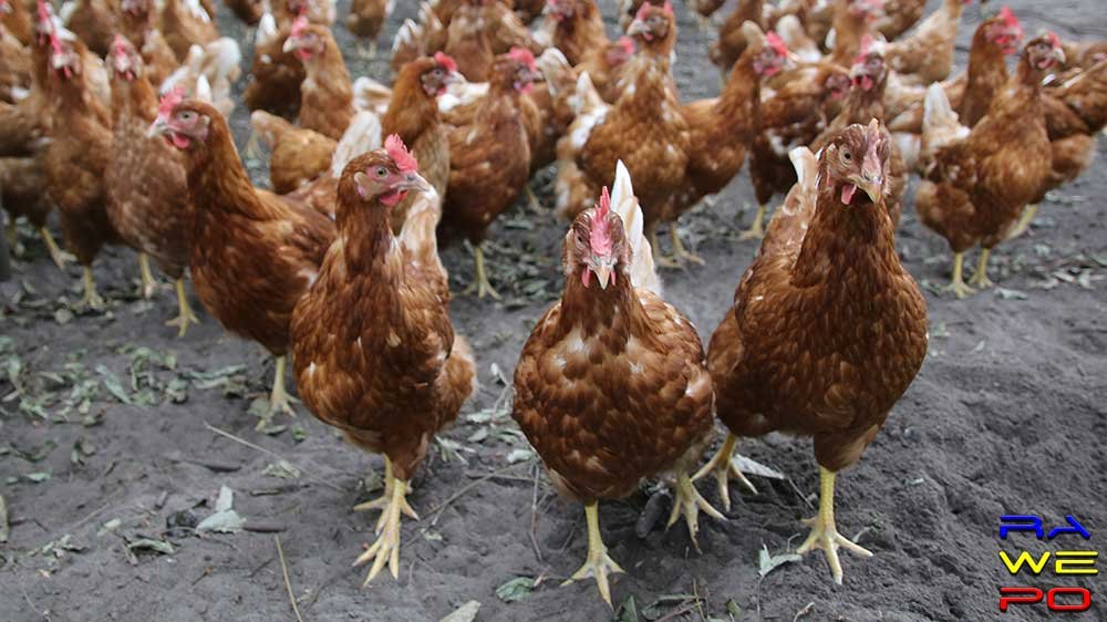 vogelgriep2020 ophokplicht