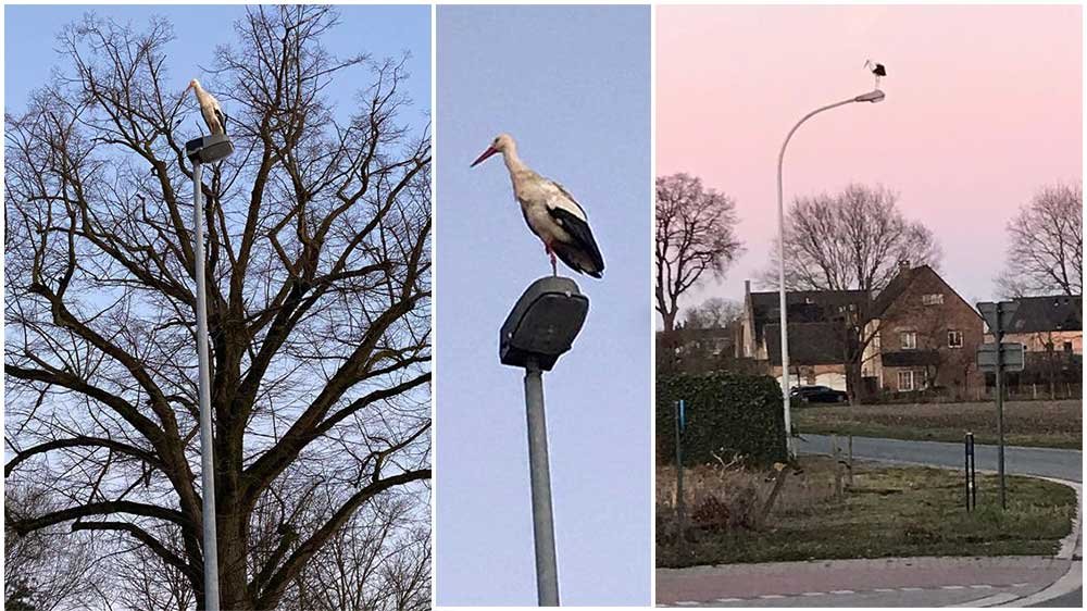 ooievaars poppel20210306