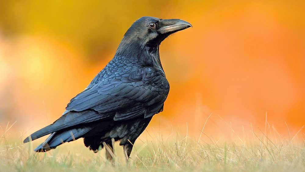 raaf natuurpunt