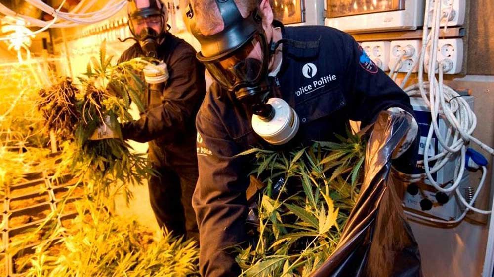 drugsplantage melden