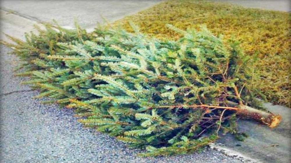 kerstboomophaling