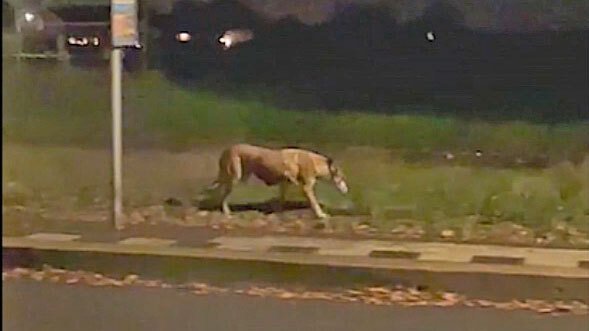 wolf gespot