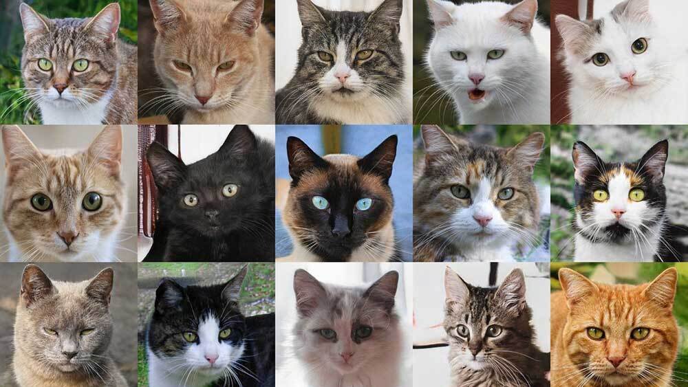 sterilisatie kat