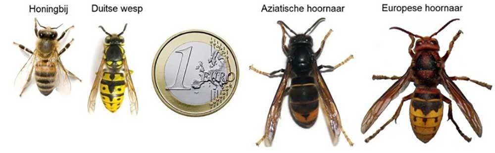 hoornaars herkennen