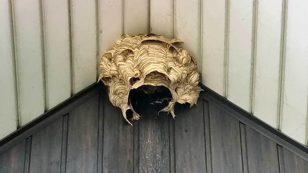nest hoornaars