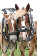 trekpaarden