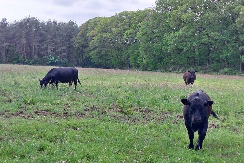 Koeien in Overbroek