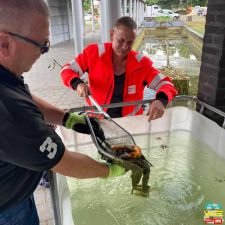 reiniging visvijver gemeentehuis4