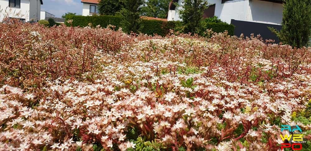 Sedumplanten