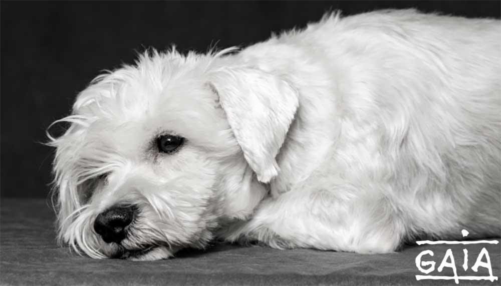 saddog