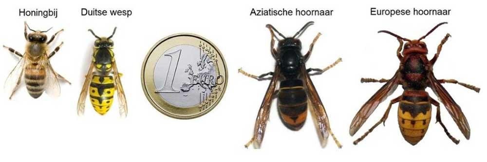 hoornaar bij